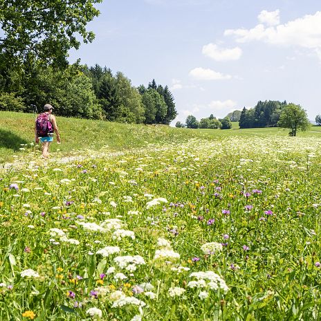 Dobratsch Rundwanderweg_Etappe 3_L_Weg Blumenwiese