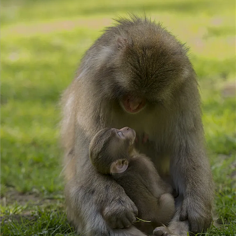 Female snow monkey looking after a young monkey at Affenberg in Landskron