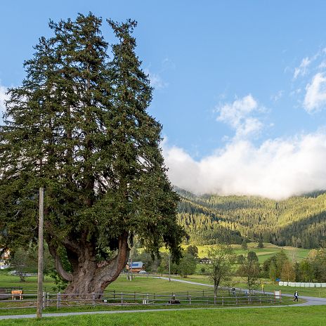 kandelaberfichte-in-arriach-original-region-villach-tourismus-gmbh-harald-kuebler-1