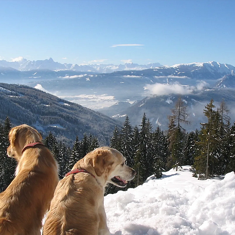 spazieren-mit-hunden-am-dobratsch