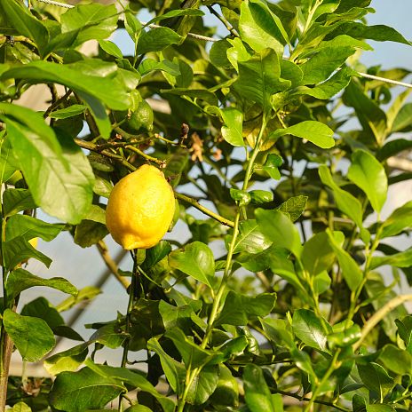 Zitrusgarten Zitrone